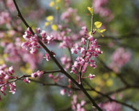 In-home SENSORY WELLNESS SESSION