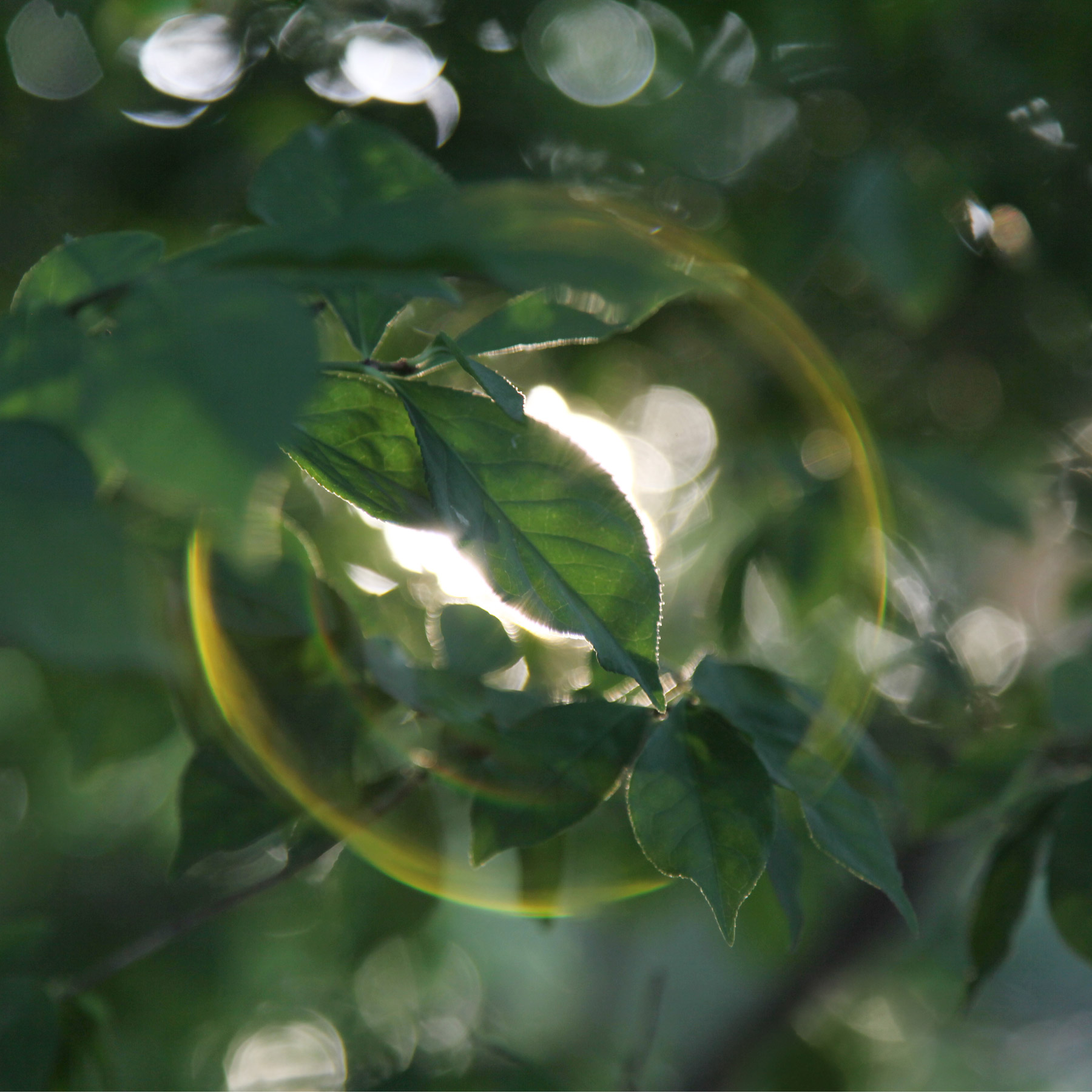bubble-tree
