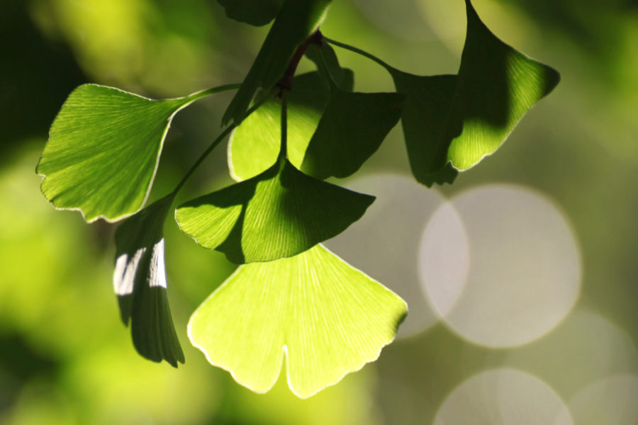 light-leaf